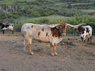 Registered Longhorns