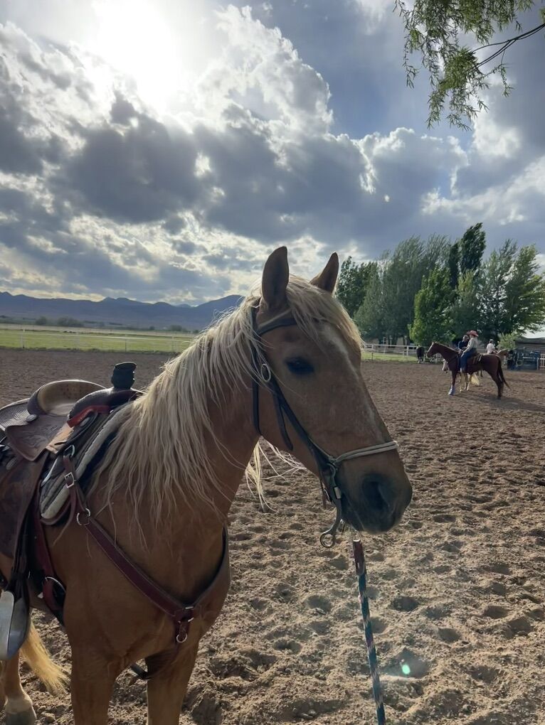 13-Year-Old Foxtrotter Gelding / Fox Trotter