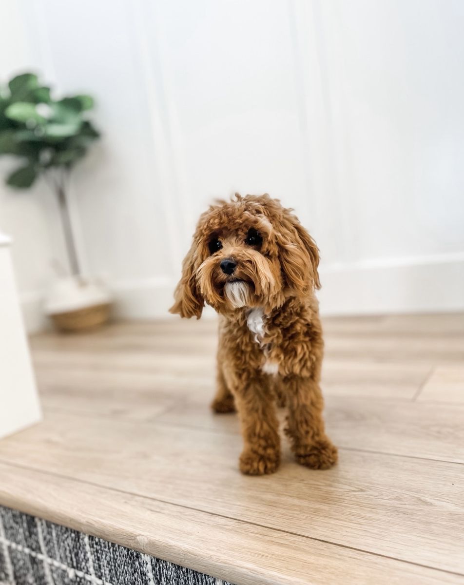 6lb Multi Gen Goldendoodle Stud