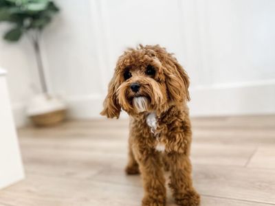 6lb Multi Gen Goldendoodle Stud