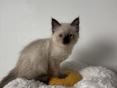Siamese Mixed Kitten