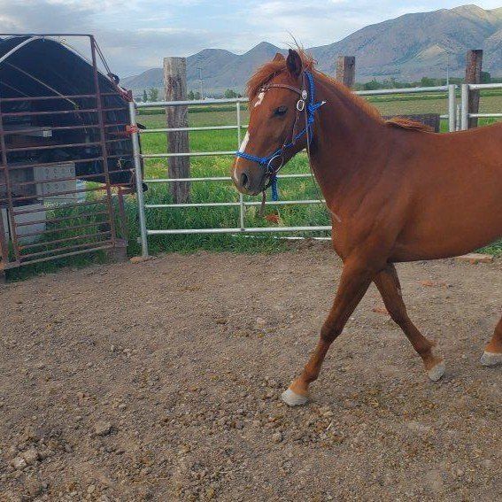 2 yr old P.ony - POA Filly 13 Hands