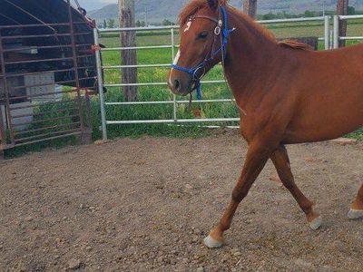 2 yr old P.ony - POA Filly 13 Hands