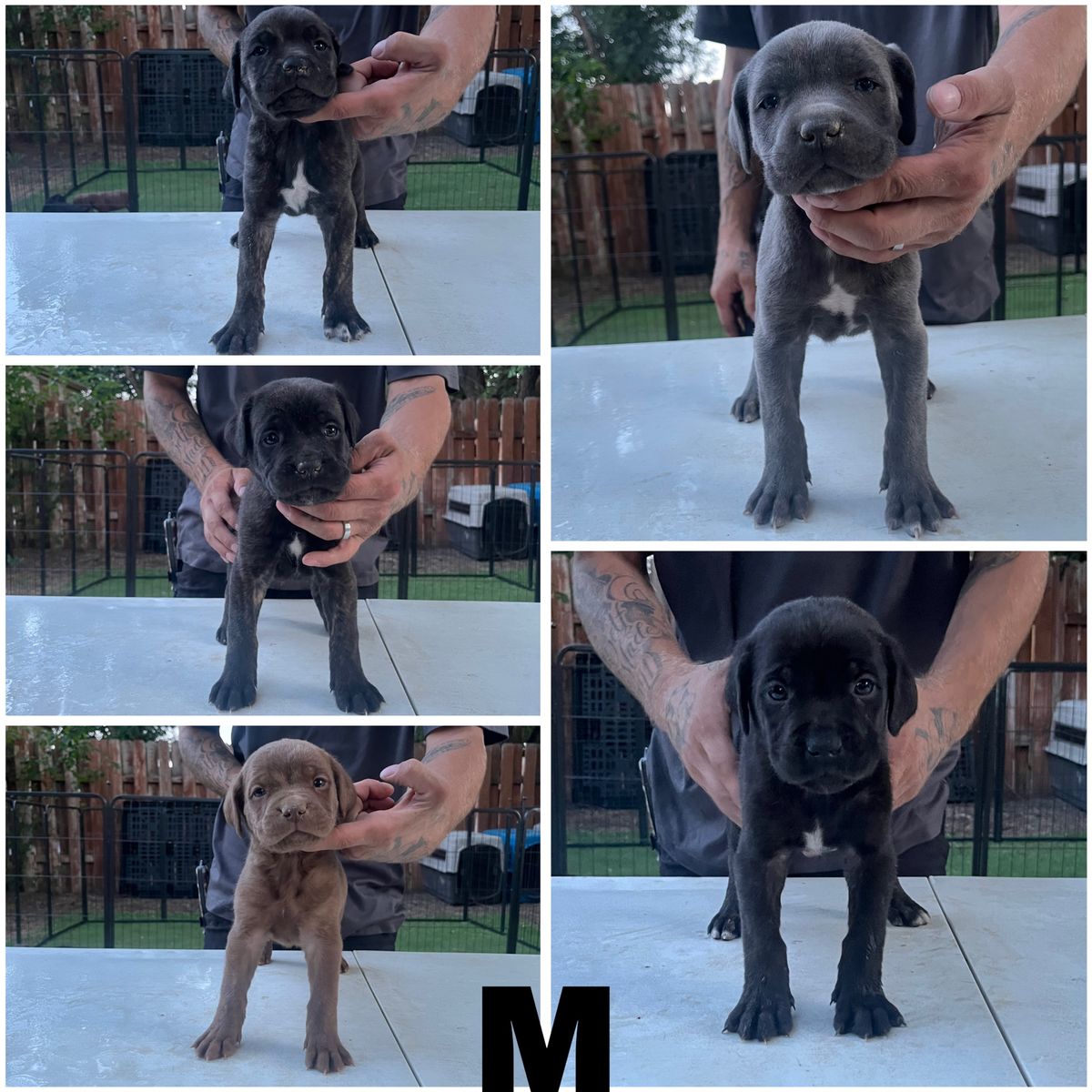 Cane Corso Puppies - Male & Female Available