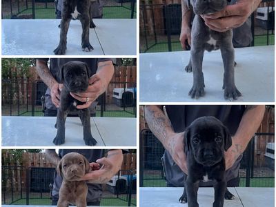 Cane Corso Puppies - Male & Female Available