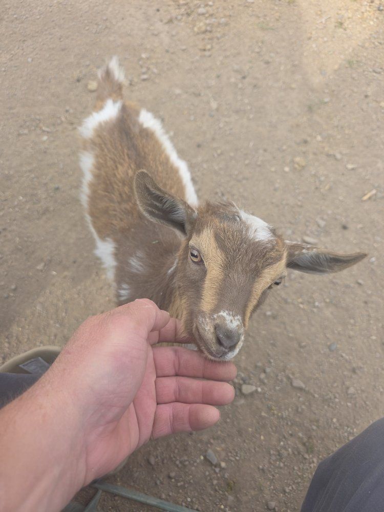 8 week old Nigerian dwarf boy