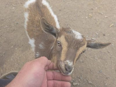 8 week old Nigerian dwarf boy