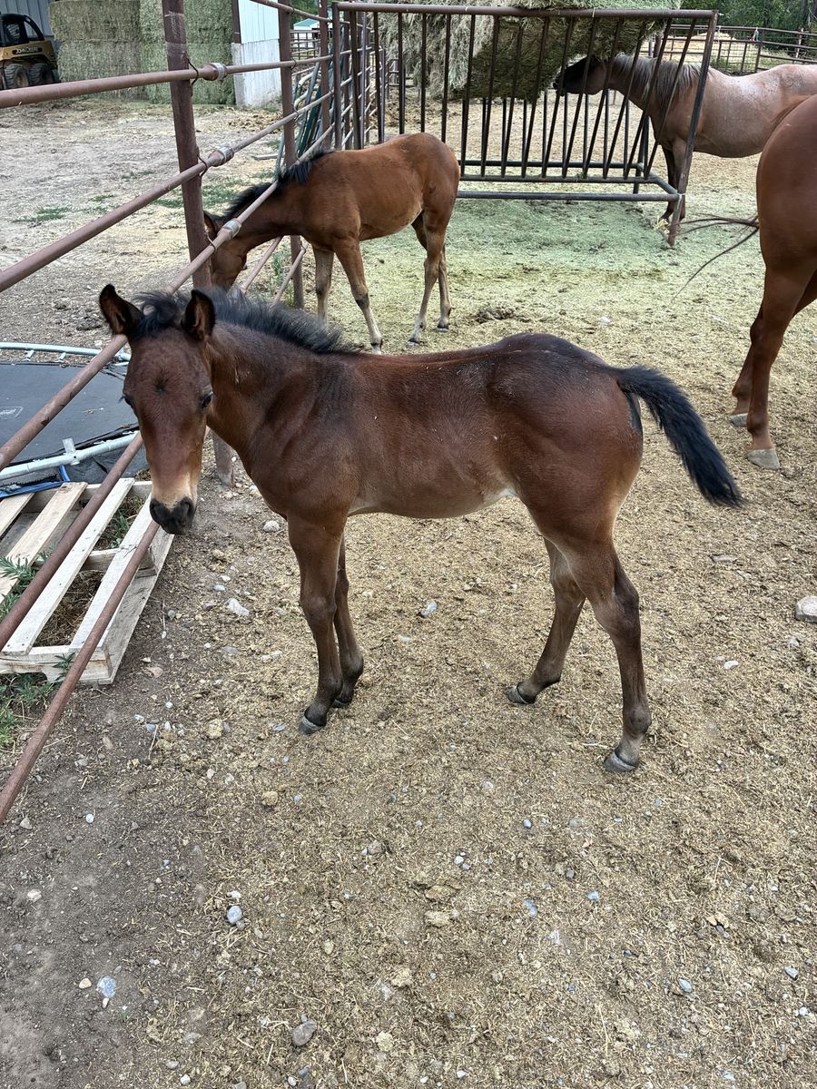 Aqha stud colt out of son of metallic malice