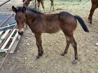 Aqha stud colt out of son of metallic malice