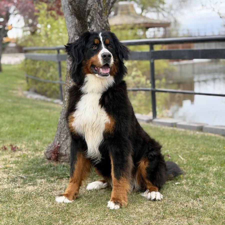 OFA Hips/Elbows DNA Tested AKC Bernese Mountain Dog Female
