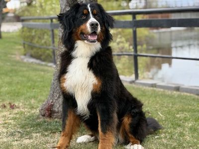 OFA Hips/Elbows DNA Tested AKC Bernese Mountain Dog Female