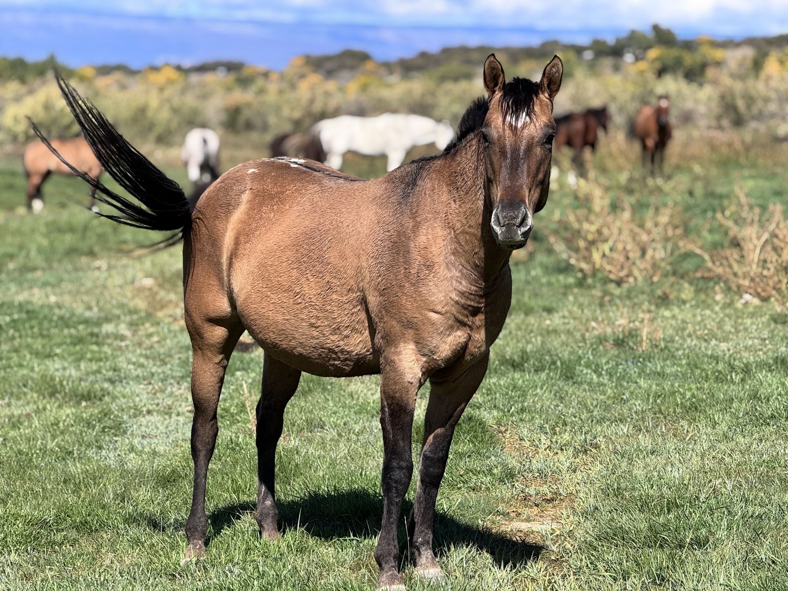 Appaloosa Mare