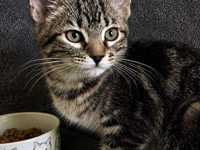 14 Week Old Kittens - 1 Black Boy & 1 Tabby Girl - Vaccinated, Playful & Sweet!