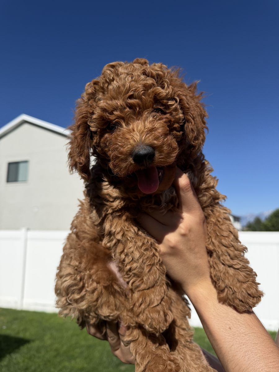 Golden Doodles
