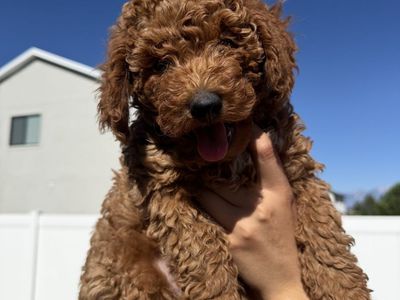 Golden Doodles
