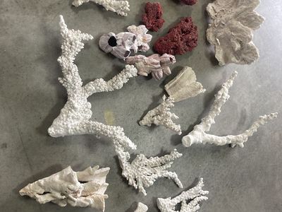 Vintage corals