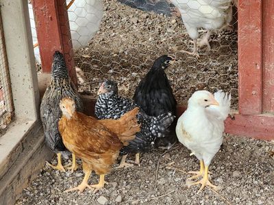 Coop Ready Pullets
