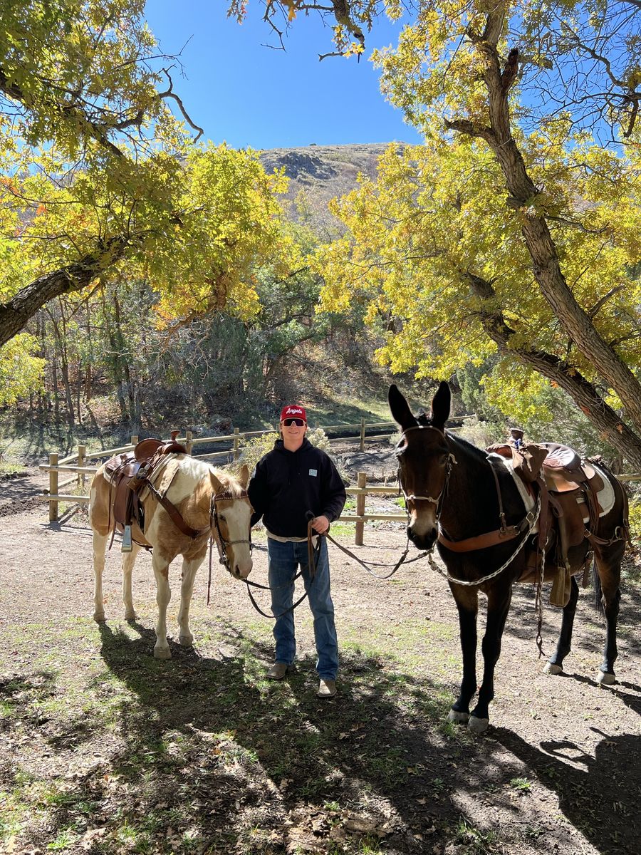 John Mule - 15.1 HH