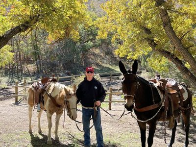 John Mule - 15.1 HH