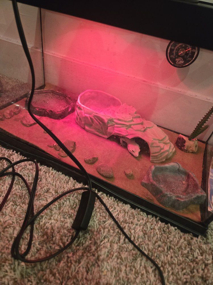 Leopard Gecko with Full Tank Setup - Healthy & Ready for New Home