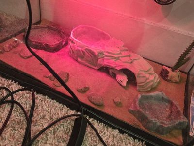 Leopard Gecko with Full Tank Setup - Healthy & Ready for New Home