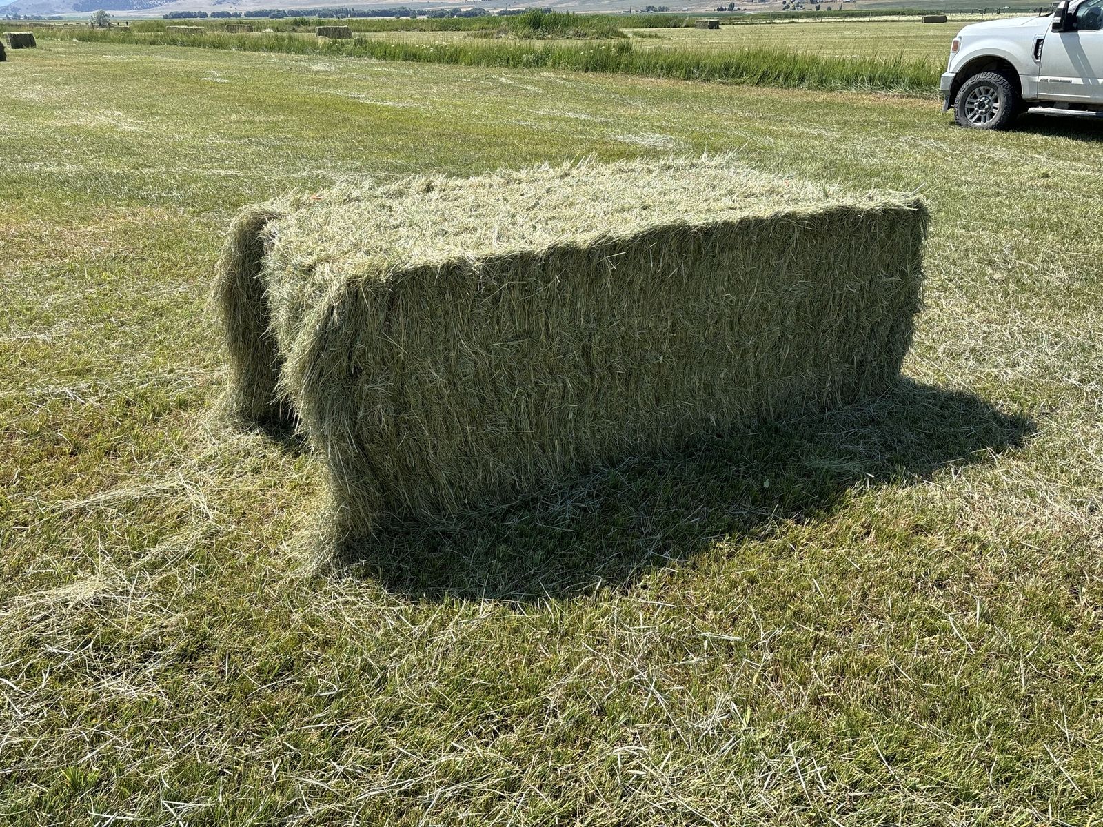 Grass hay for sale