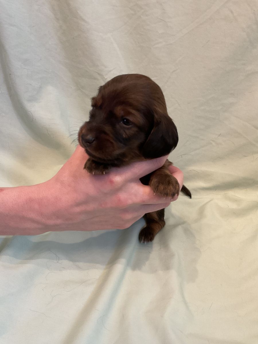 AKC LONG HAIR Male miniature Dachshund