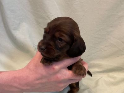 AKC LONG HAIR Male miniature Dachshund