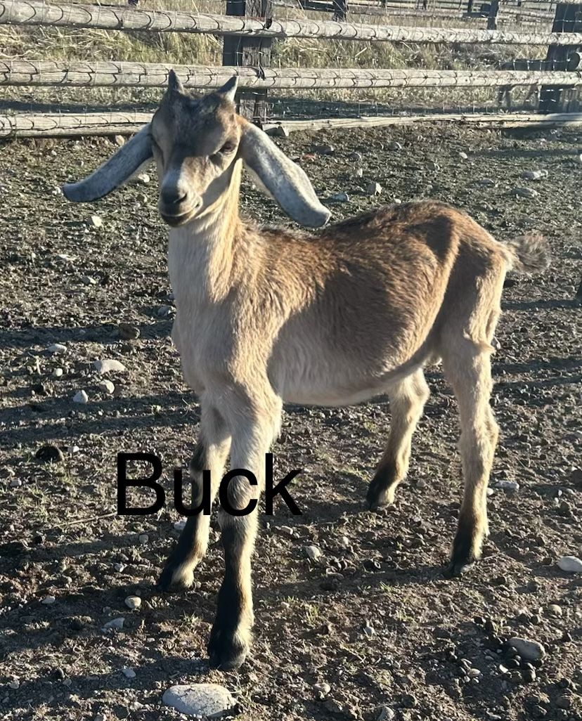 Nubian buckling