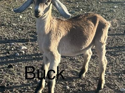 Nubian buckling