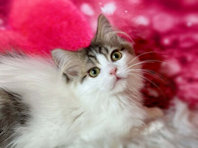 3 ND English Muffin ( Topaz Ragdoll x British Shorthair ) kittens! • Fixed, Vet Checked, Ready now!