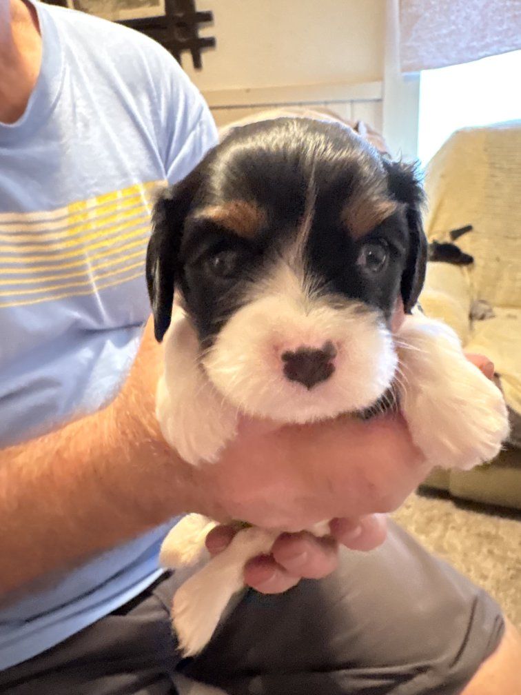 Cavalier King Charles Spaniel puppies