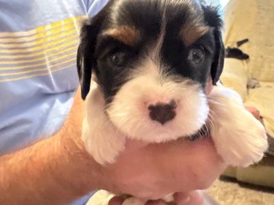 Cavalier King Charles Spaniel puppies