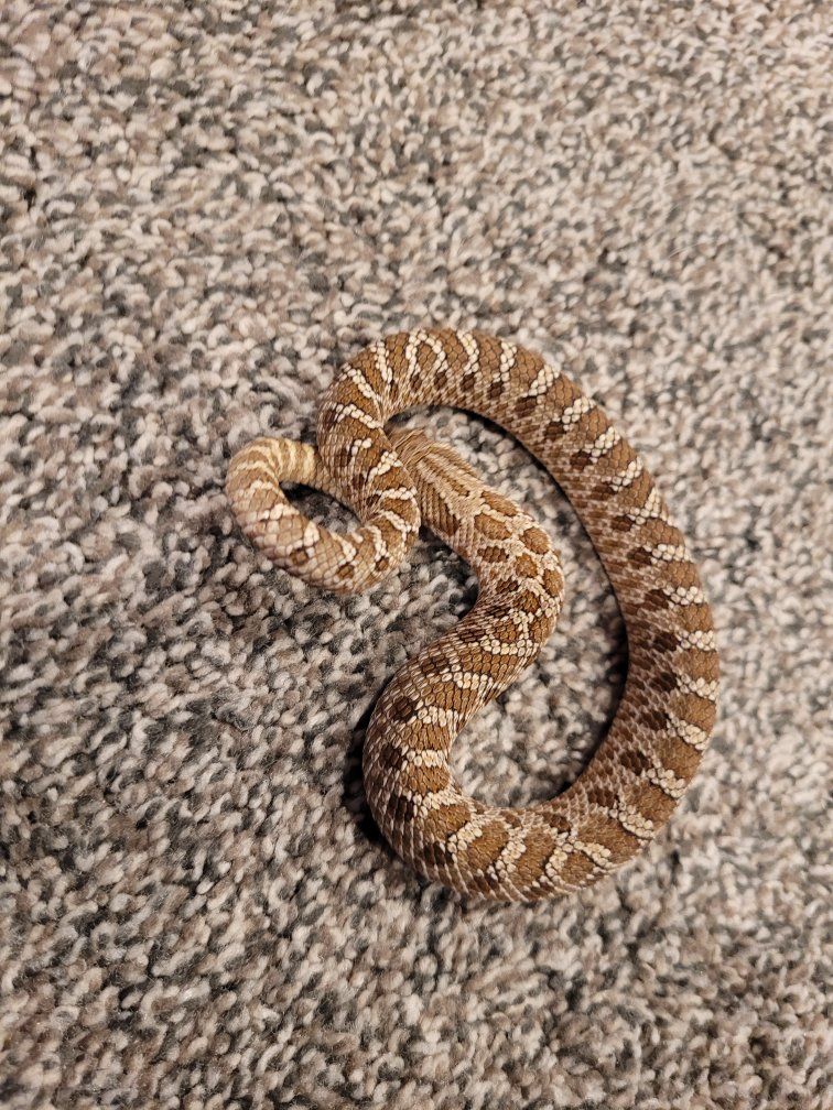 Western Hognose 2