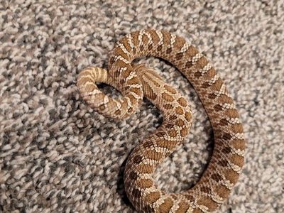 Western Hognose 2
