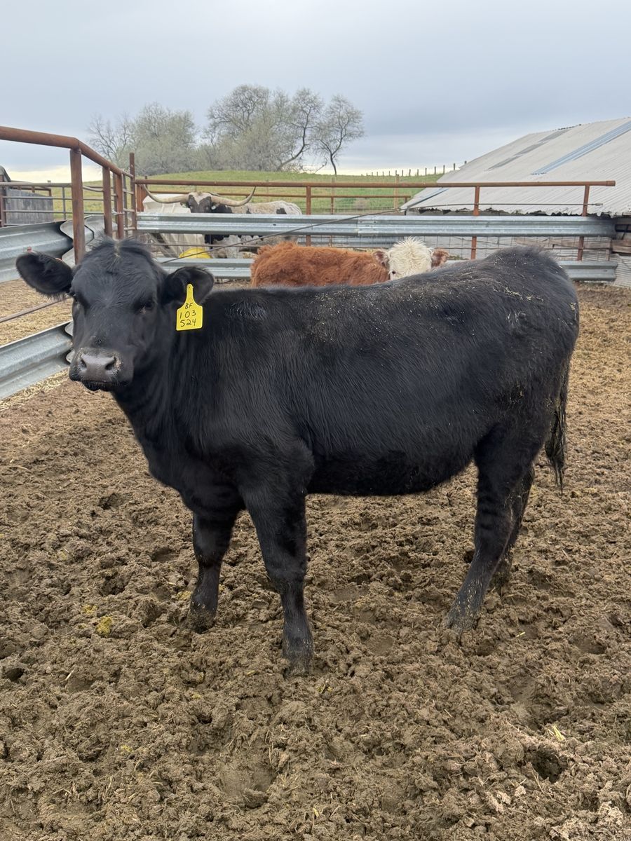 600 Pound Black Angus Heifer