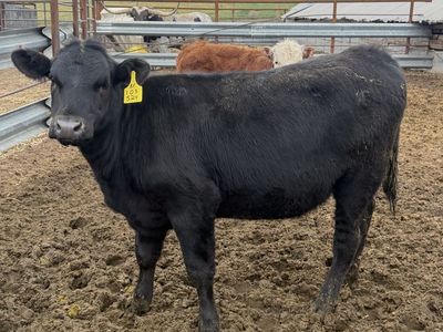 600 Pound Black Angus Heifer