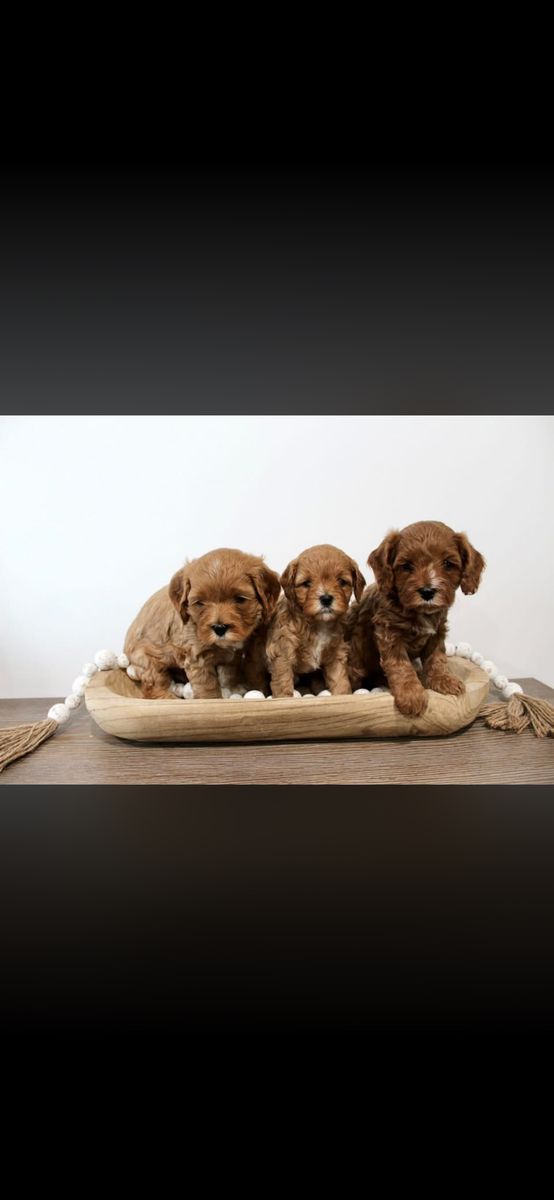 Cavapoo (micro mini Goodendoodle)Puppies