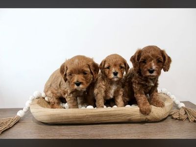 Cavapoo (micro mini Goodendoodle)Puppies