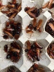 Turkestan red runner (feeder Insects)