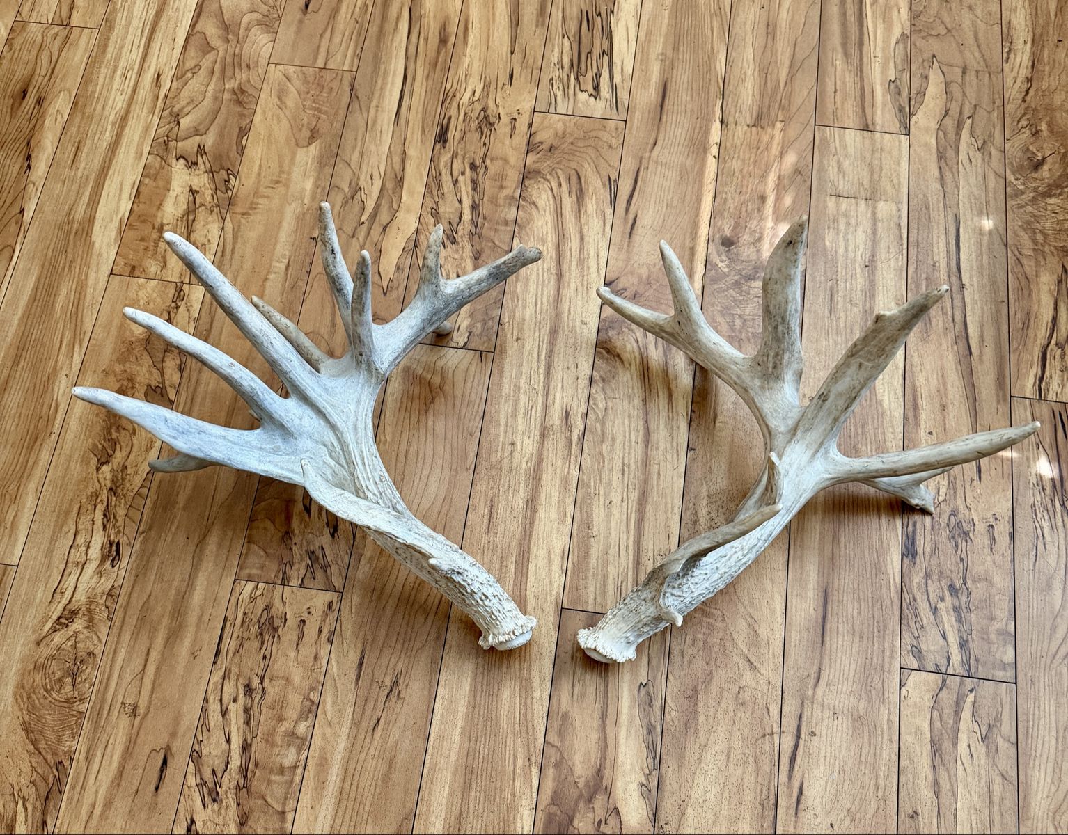 Monster Whitetail Antlers