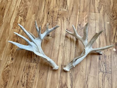 Monster Whitetail Antlers