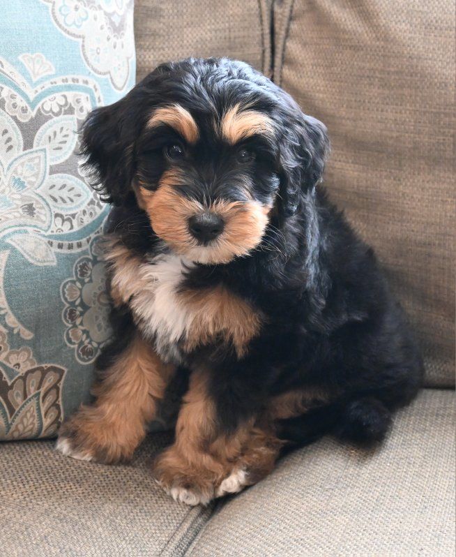 Mini Aussie Doodle Puppies