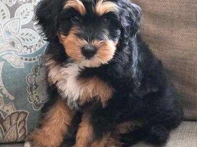 Mini Aussie Doodle Puppies
