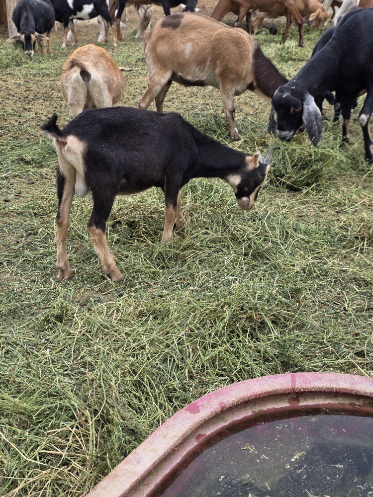 lamancha bucklings