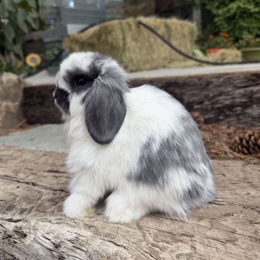 Holland Lop Doe