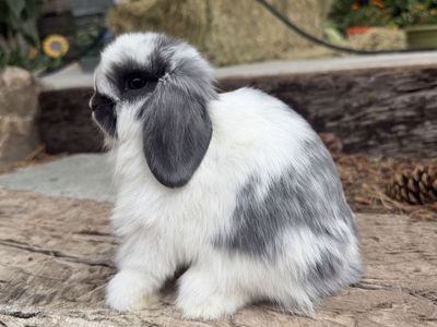 Holland Lop Doe