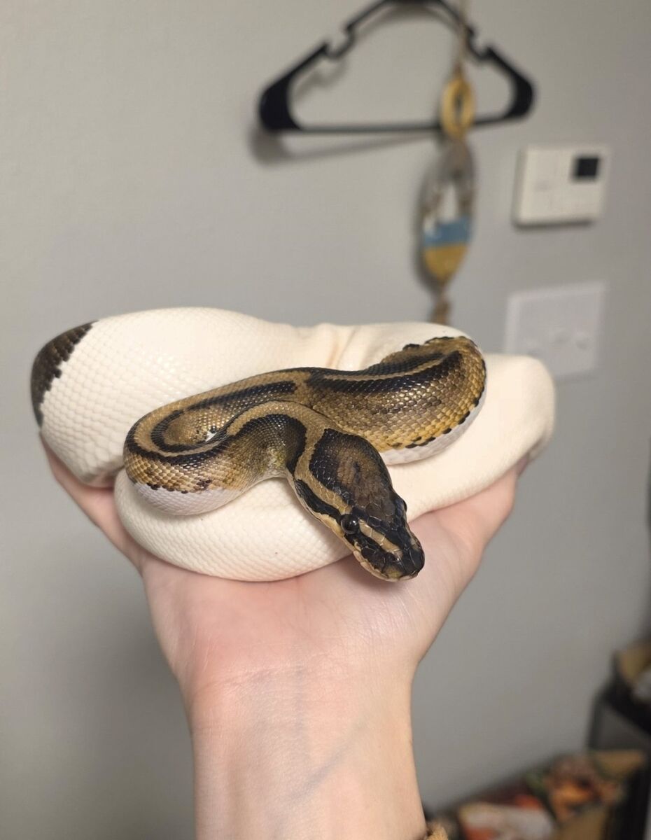 Pied Ball Python