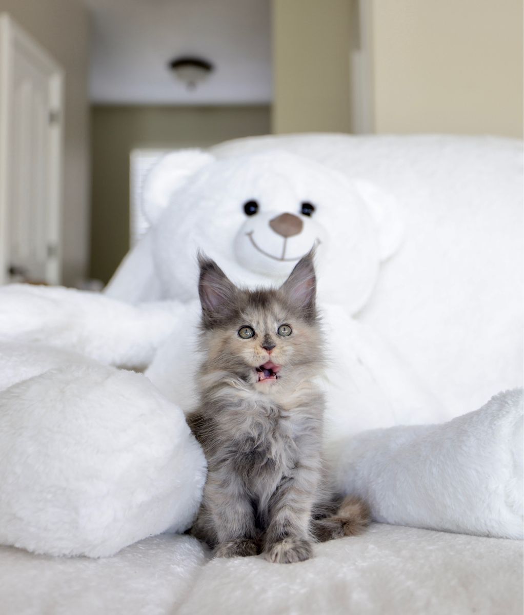 Tica registered Maine coon kittens