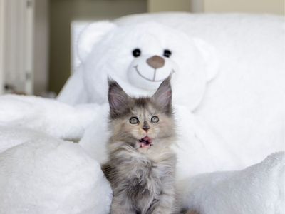 Tica registered Maine coon kittens